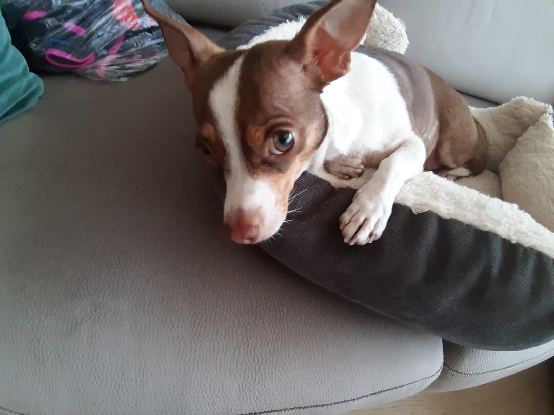 Toy Terrier