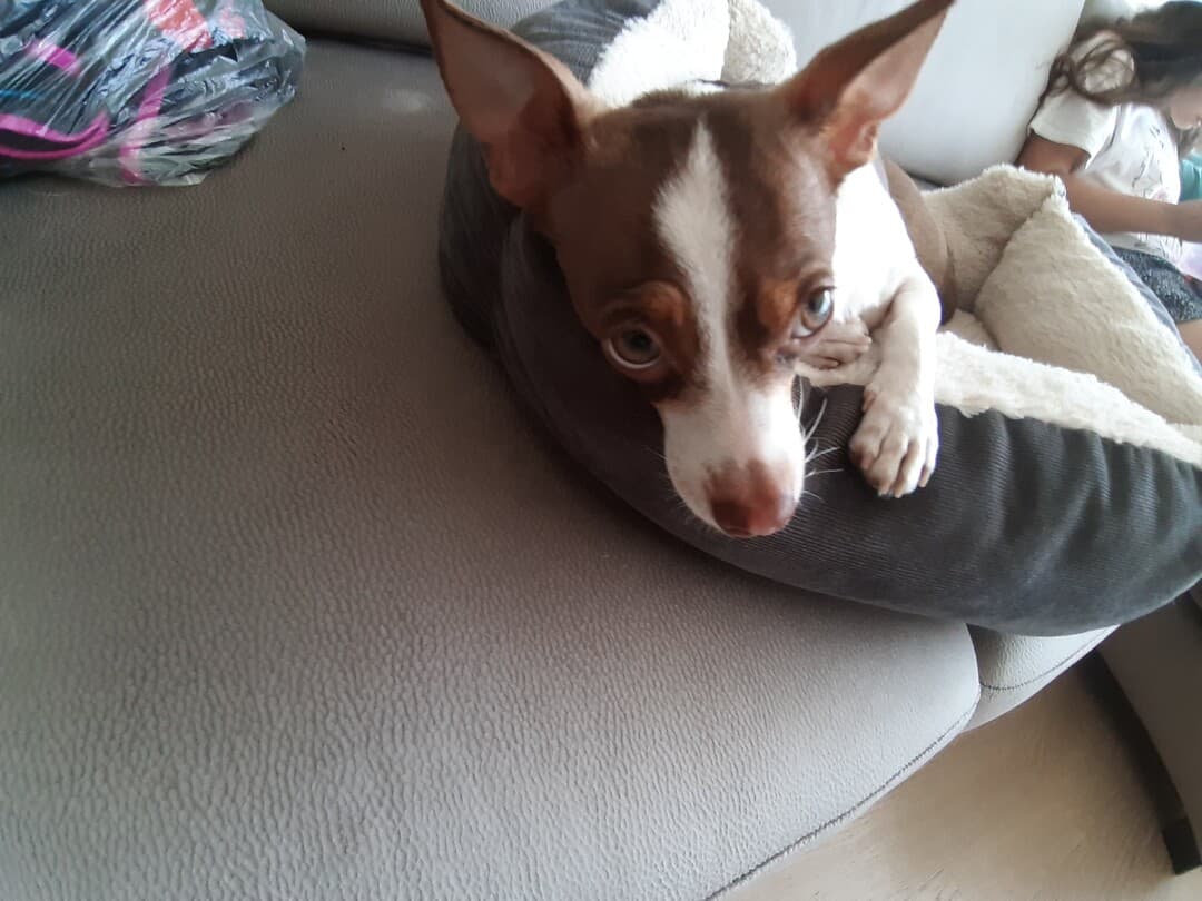 Toy Terrier