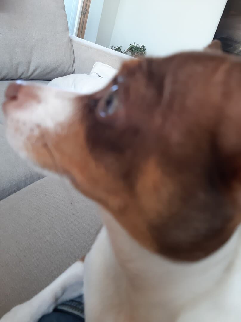 Toy Terrier