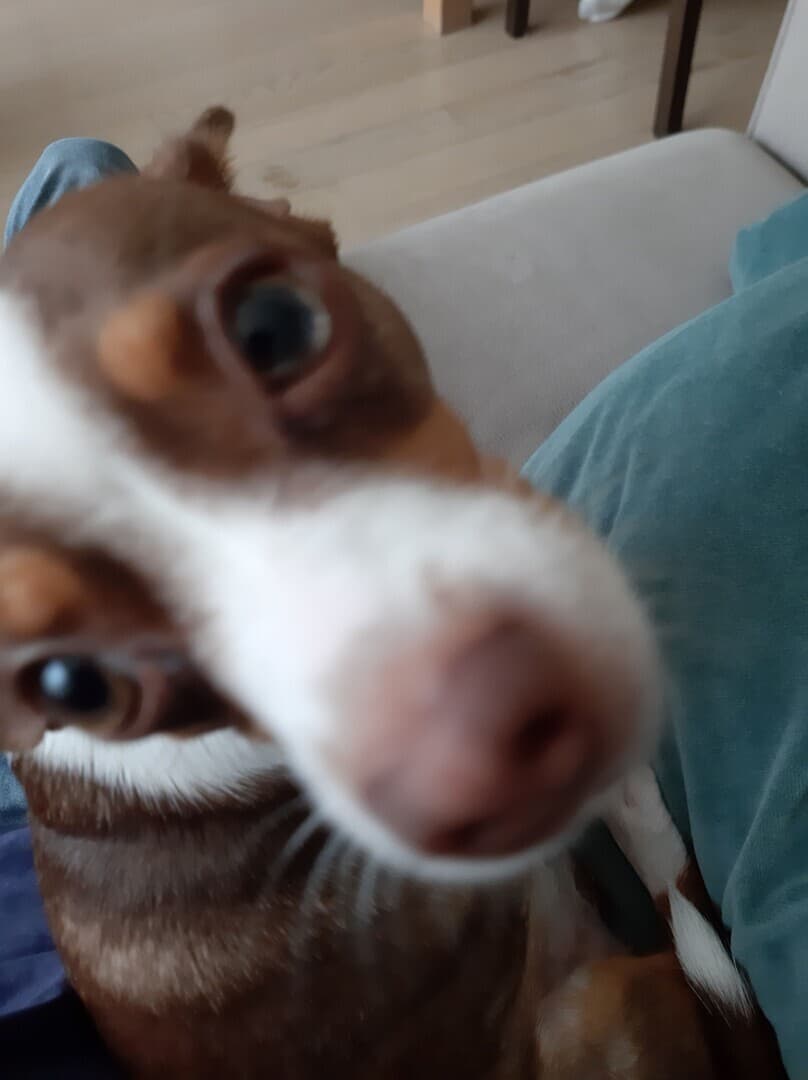 Toy Terrier