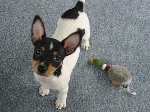 Toy Terrier
