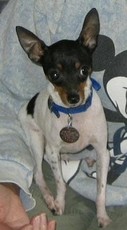 Toy Terrier
