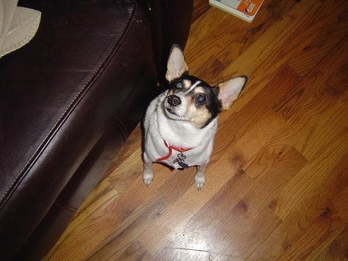 Toy Terrier