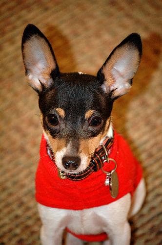 Toy Terrier