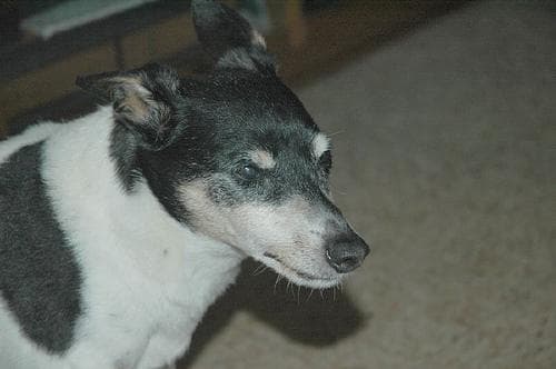 Toy Terrier