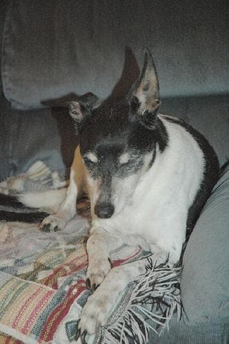 Toy Terrier
