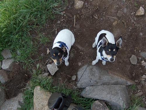 Toy Terrier