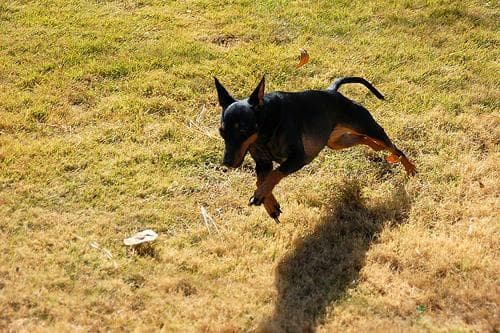 Toy Terrier