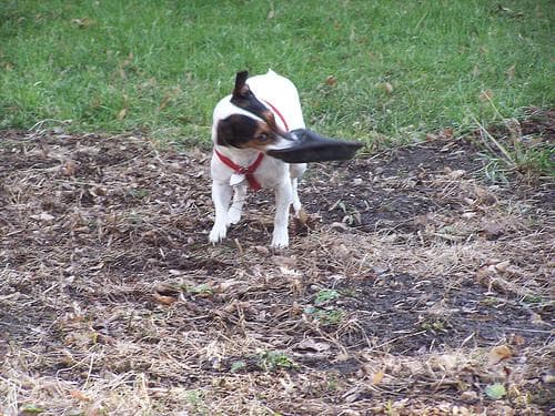 Toy Terrier