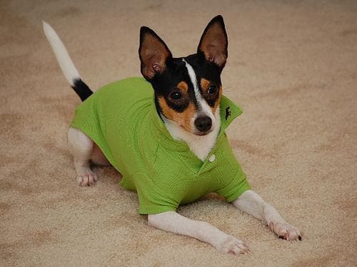 Toy Terrier