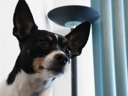 Toy Terrier