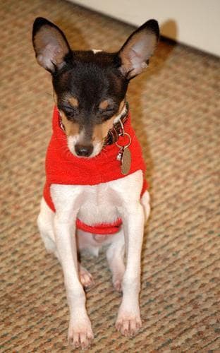 Toy Terrier