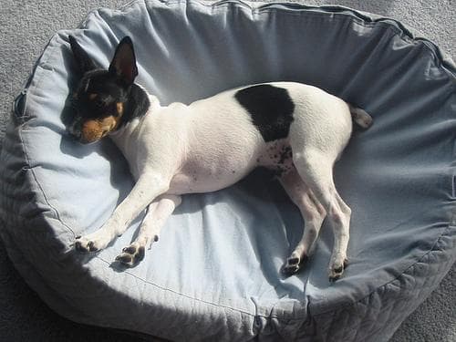 Toy Terrier
