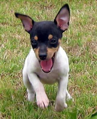Toy Terrier