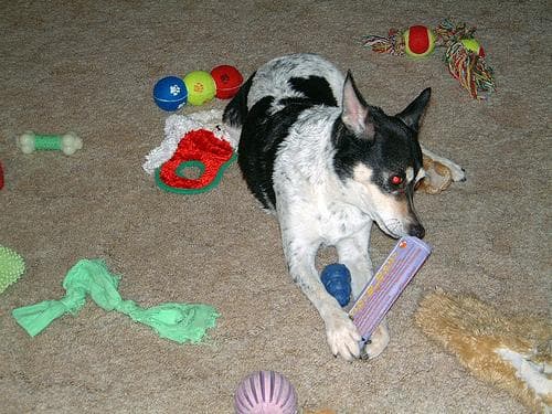 Toy Terrier