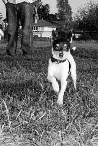 Toy Terrier
