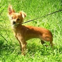 Toy Terrier