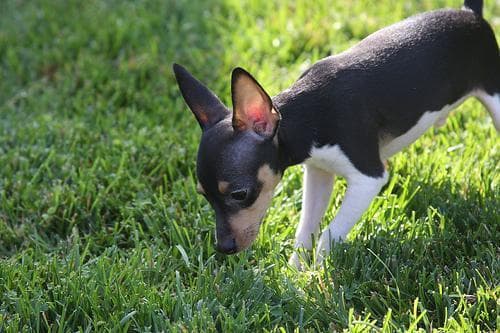 terrier