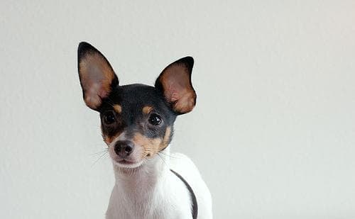 Toy Terrier