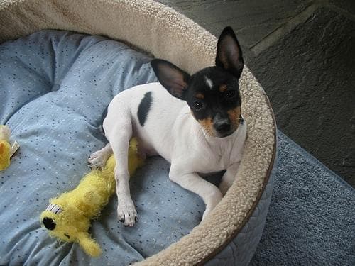 Toy Terrier
