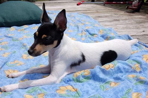 Toy Terrier