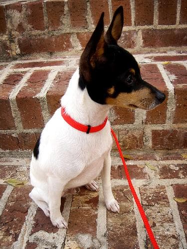 Toy Terrier