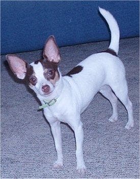 Toy Terrier