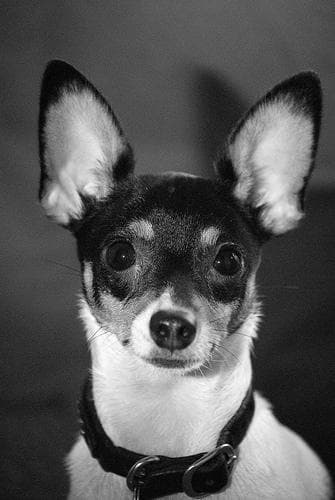 Toy Terrier