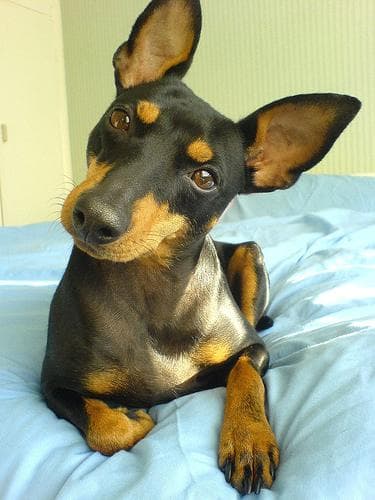 Toy Terrier
