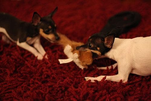 Toy Terrier