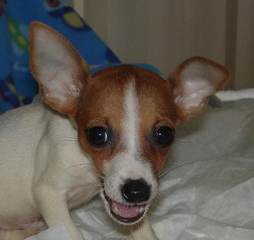 Toy Terrier