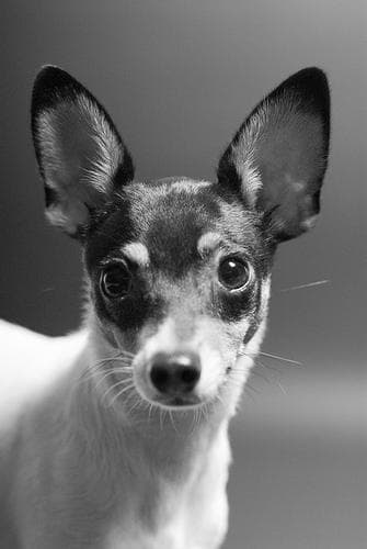 Toy Terrier