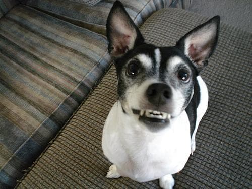 Toy Terrier