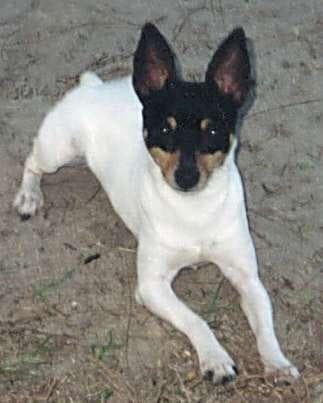 Toy Terrier