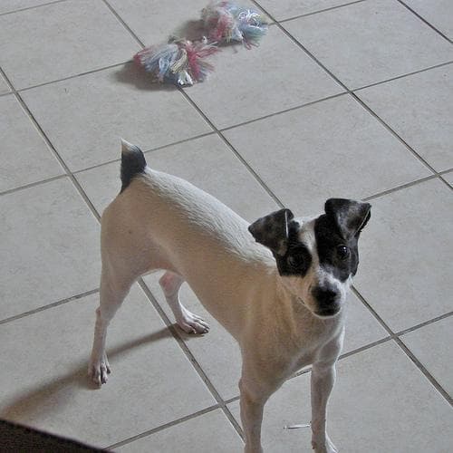 Toy Terrier