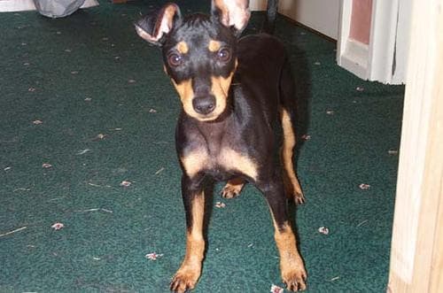 Toy Terrier