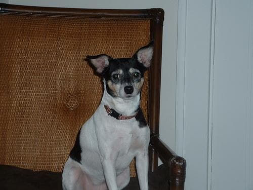 Toy Terrier