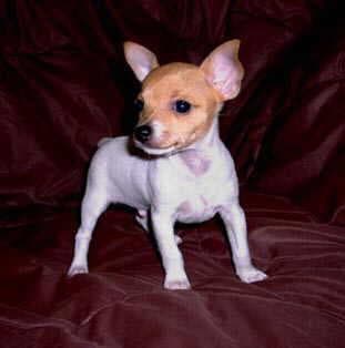 Toy Terrier