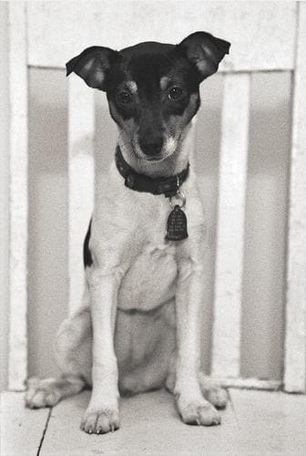 Toy Terrier