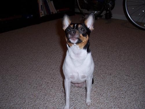 Toy Terrier