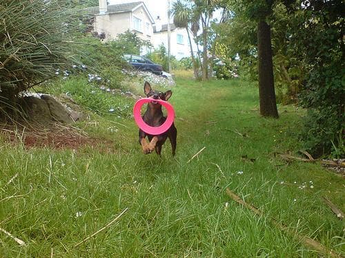 Toy Terrier