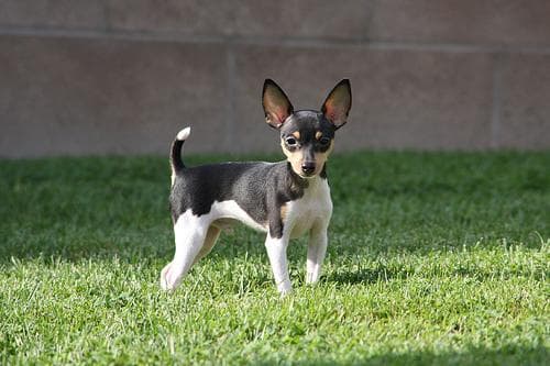 Toy Terrier