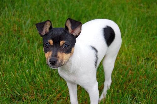 Toy Terrier