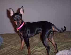 Toy Terrier