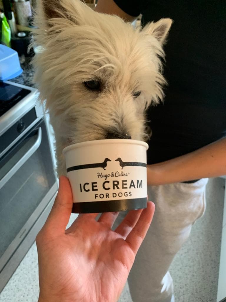 West Highland Terrier