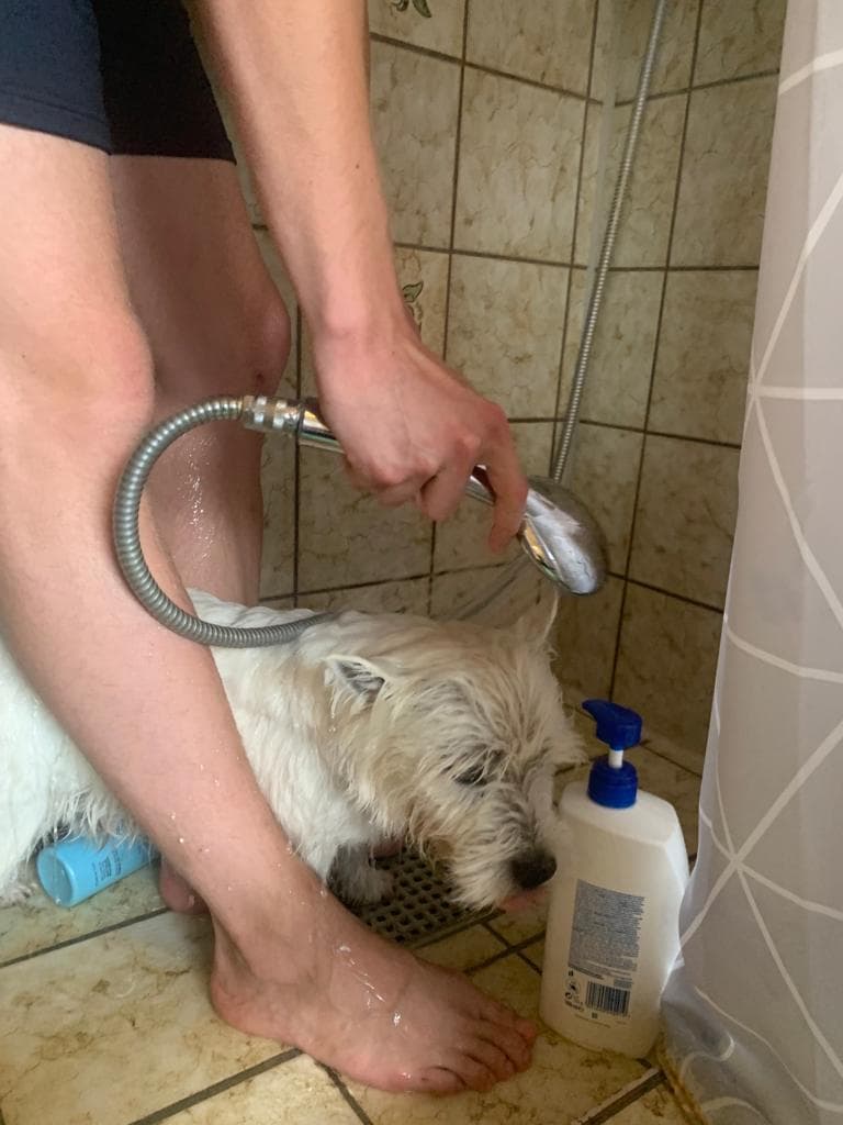 West Highland Terrier