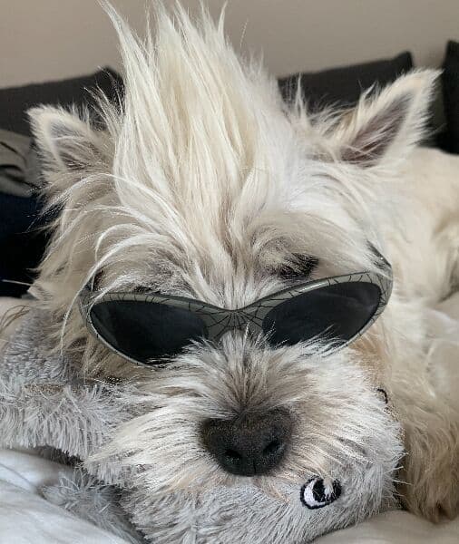 West Highland Terrier