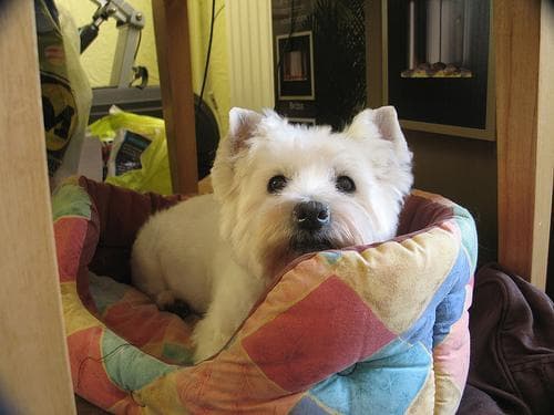 West Highland Terrier