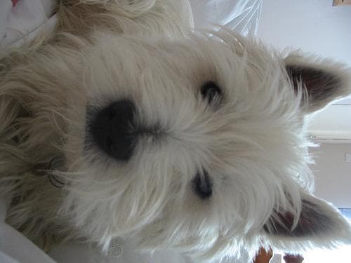 West Highland Terrier