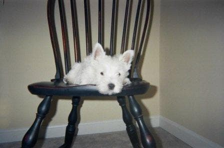 West Highland Terrier